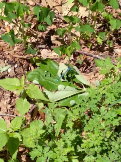 Rabbit River Trails - Wayland,