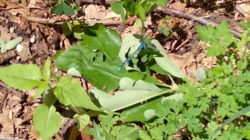 Rabbit River Trails - Wayland,