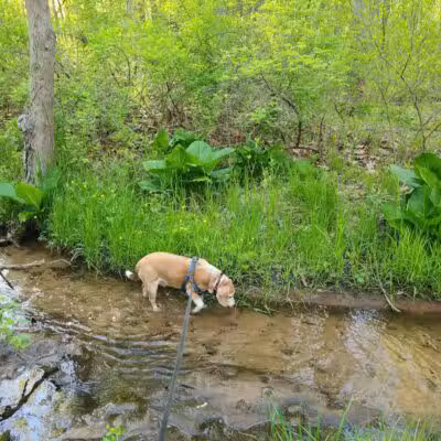 Rabbit River Trails - Wayland,