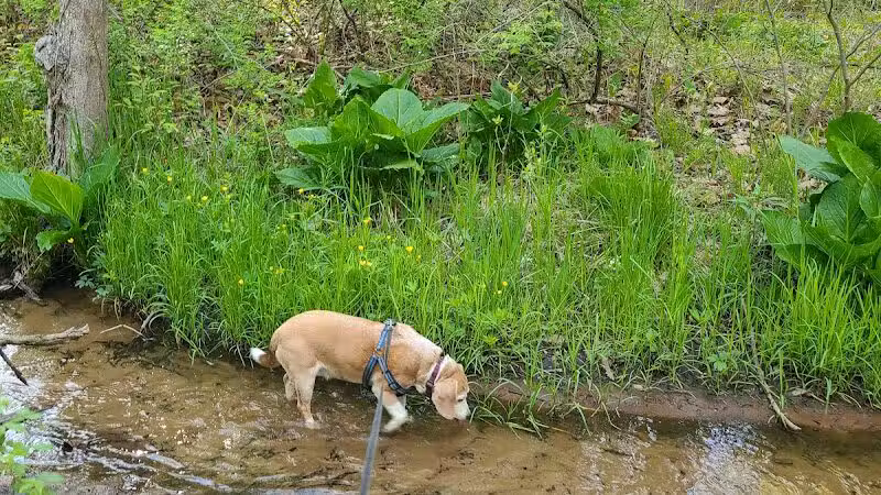 Rabbit River Trails - Wayland,
