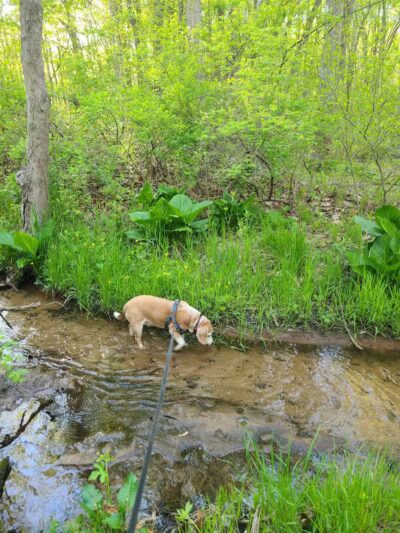 Rabbit River Trails - Wayland,