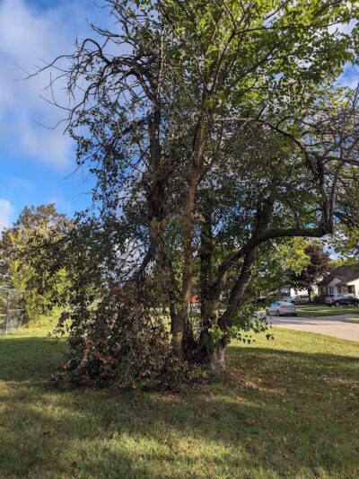 Avondale Park - Wayne,