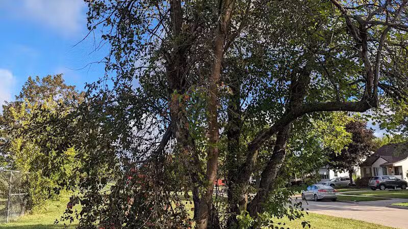 Avondale Park - Wayne,