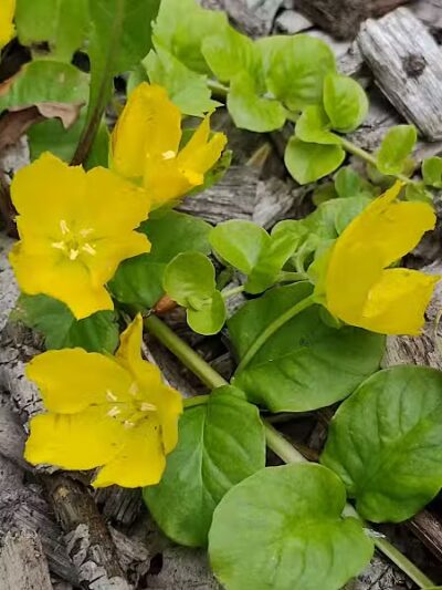 Dynamite Park - Wayne,