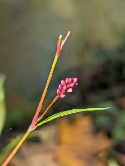 Dynamite Park - Wayne,