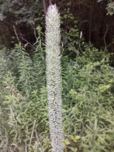 Dynamite Park - Wayne,