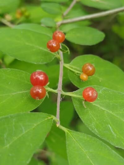 Dynamite Park - Wayne,