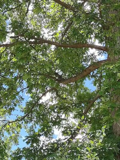 Dynamite Park - Wayne,