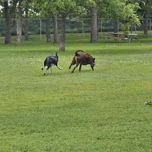 Wayne Bark Park - Wayne, NE