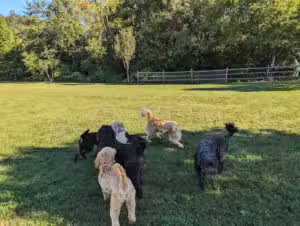 Friends of Radnor Trail Park - Wayne, PA