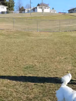 Waynesboro Dog Park - Waynesboro, PA