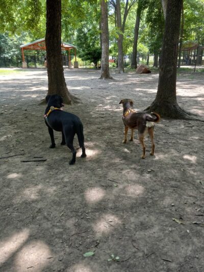 Patsy Hooks Dog Park at Heritage Park - Weatherford, TX