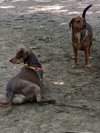 Patsy Hooks Dog Park at Heritage Park - Weatherford, TX