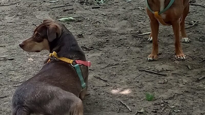Patsy Hooks Dog Park at Heritage Park - Weatherford, TX