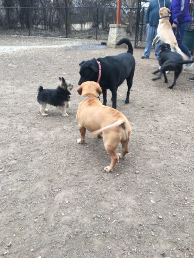 Patsy Hooks Dog Park at Heritage Park - Weatherford, TX