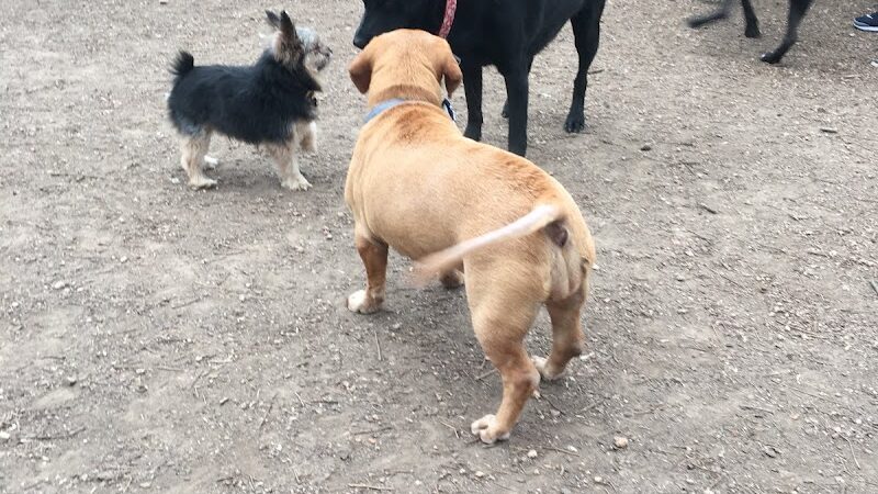 Patsy Hooks Dog Park at Heritage Park - Weatherford, TX