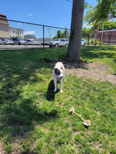 Webster Dog Park - Webster, MA