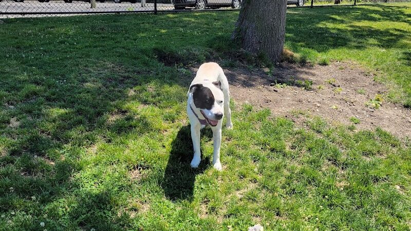 Webster Dog Park - Webster, MA