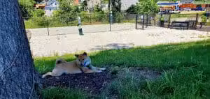 Webster Dog Park - Webster, MA