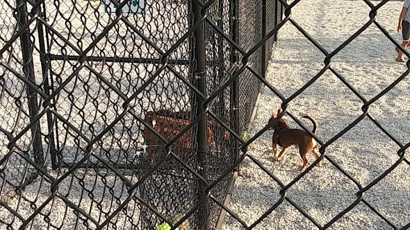 Webster Dog Park - Webster, MA