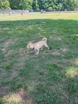 Webster Dog Park - Webster, NY