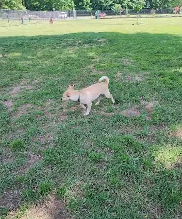 Webster Dog Park - Webster, NY