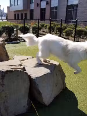 Estuary Apartment Dog Park - Weehawken Township, NJ