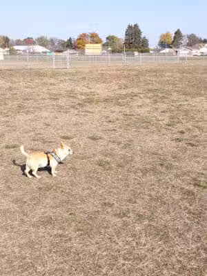 Wells Community Dog Park - Wells, MI
