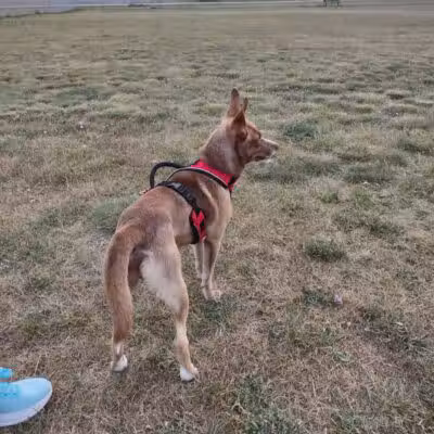 Wells Community Dog Park - Wells, MI