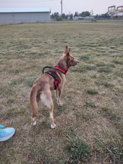 Wells Community Dog Park - Wells, MI