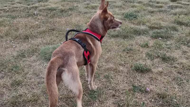 Wells Community Dog Park - Wells, MI