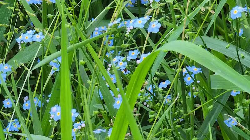 Low Bridge Park and River Access - Wellston,
