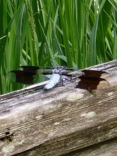Low Bridge Park and River Access - Wellston,