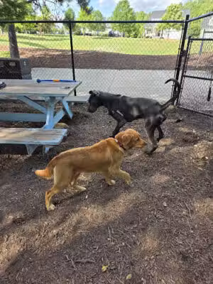Wendell Paws Dog Park - Wendell, NC