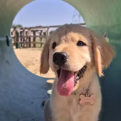 Berlin Dog Park - West Berlin, NJ