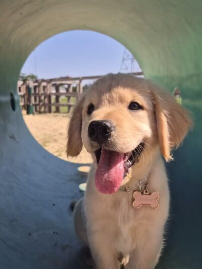 Berlin Dog Park - West Berlin, NJ