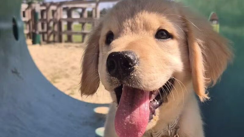 Berlin Dog Park - West Berlin, NJ