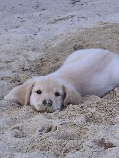 Berlin Dog Park - West Berlin, NJ