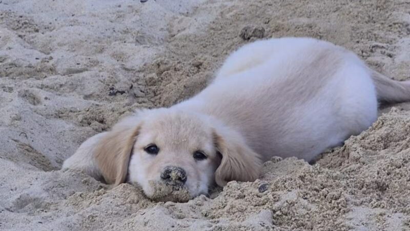 Berlin Dog Park - West Berlin, NJ