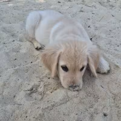 Berlin Dog Park - West Berlin, NJ