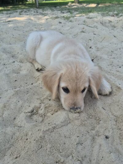 Berlin Dog Park - West Berlin, NJ