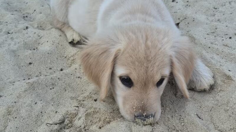 Berlin Dog Park - West Berlin, NJ