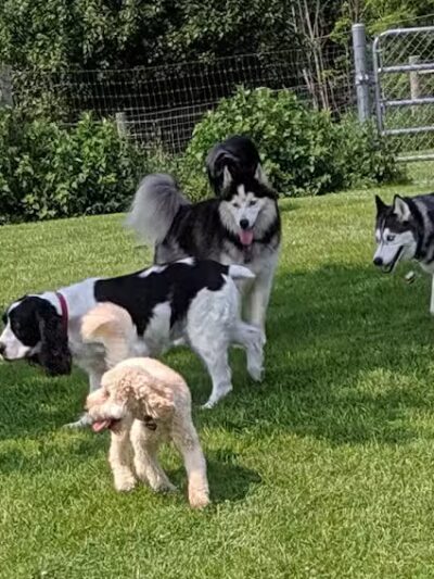 Karner Farm - West Bloomfield Township, MI