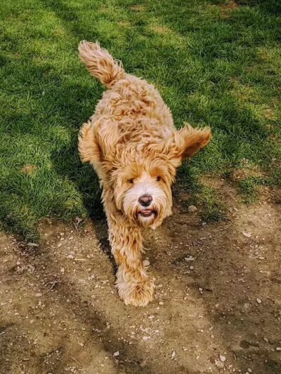 Karner Farm - West Bloomfield Township, MI