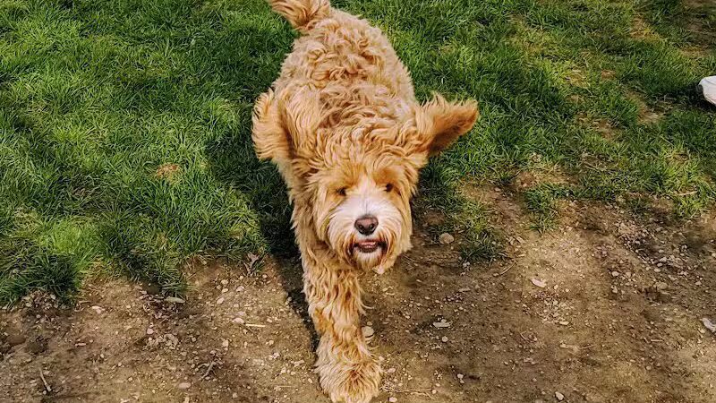 Karner Farm - West Bloomfield Township, MI