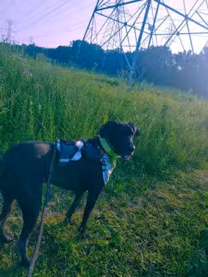 West Bloomfield Woods Nature Preserve - West Bloomfield Township,