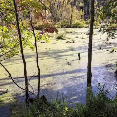 West Bloomfield Woods Nature Preserve - West Bloomfield Township,