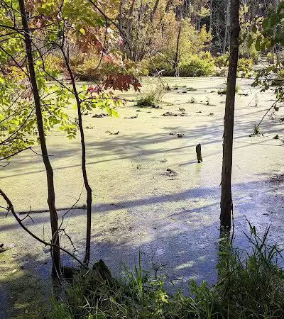 West Bloomfield Woods Nature Preserve - West Bloomfield Township,