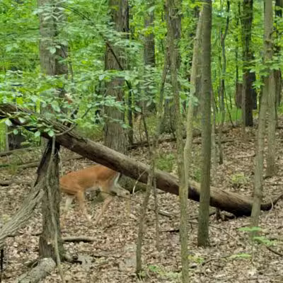 West Bloomfield Woods Nature Preserve - West Bloomfield Township,