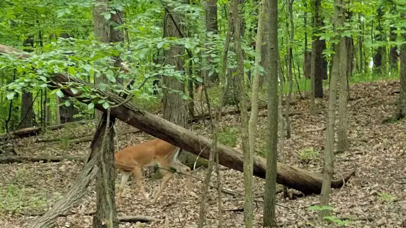 West Bloomfield Woods Nature Preserve - West Bloomfield Township,